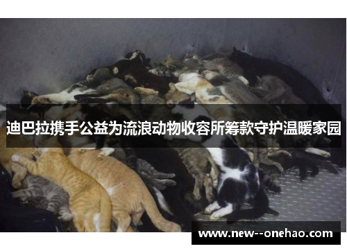 迪巴拉携手公益为流浪动物收容所筹款守护温暖家园 迪巴拉携手公益为流浪动物收容所筹款守护温暖家园